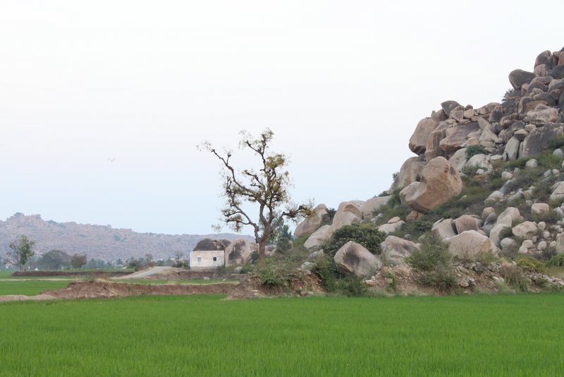 The rice fields on the road back towards Virupapur.